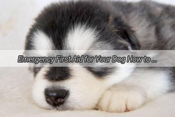 Emergency First Aid for Your Dog How to Handle a Severe Cutting Injury That Could Save a Life